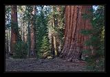 Sequoia_NP_067