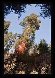 Sequoia_NP_069