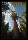 Sequoia_NP_070
