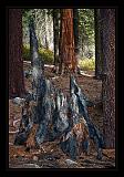 Sequoia_NP_071