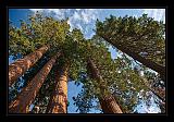 Sequoia_NP_073