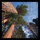 Sequoia_NP_074