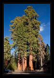 Sequoia_NP_075