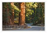 Sequoia_NP_076