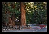 Sequoia_NP_077