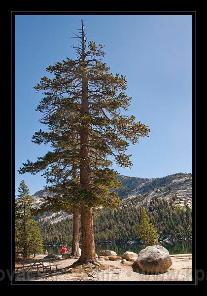Yosemite_NP_USA_073.jpg