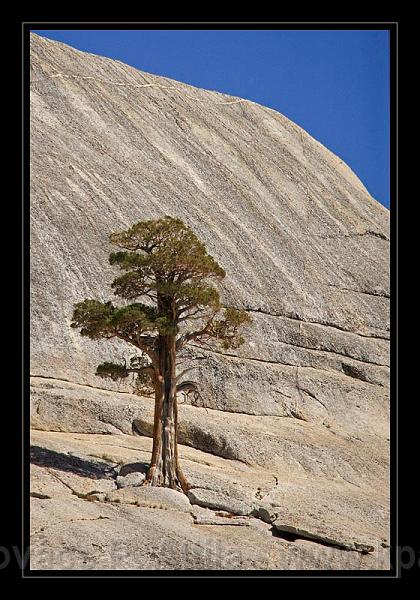 Yosemite_NP_USA_084.jpg