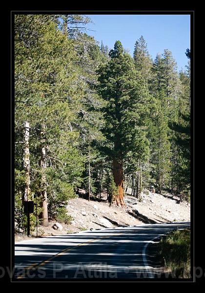 Yosemite_NP_USA_088.jpg
