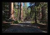 Yosemite_NP_USA_031