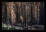 Yosemite_NP_USA_049