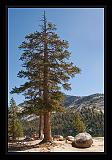 Yosemite_NP_USA_073